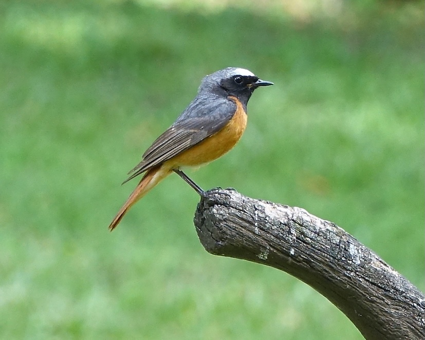 redstart